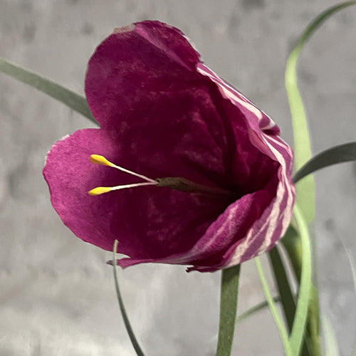 The Green Vase Potted Frittilaria