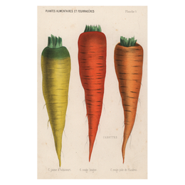 Carottes