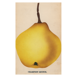 Champion Quince