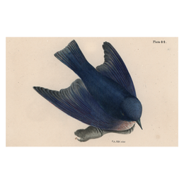 Pudgy Bluebird